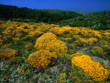Wildflowers in Parque Natural Do Sudoeste Alentejano E Costa Vincentina  Portugal