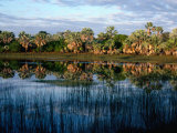 Palm Tree Reflections in Lake  Madagascar