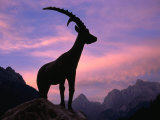 Statue of Mythical Chamois Zlatrog at Sunrise in Pisnica Valley  Gorenjska  Slovenia