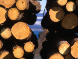 Logging  Homer  Alaska  USA