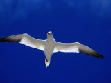 Gannet (Sula Bassana) Flying  Ireland