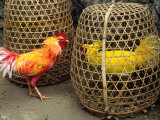 Fighting Cocks  Rosters  with Dyed Plummage Looking for a Way Out  Tenganan  Indonesia