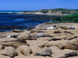 Young Northern Elephant Seals  Ano Nuevo State Reserve  California  USA