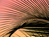 Coconut Leaf at Sunset  Kohala Coast  USA