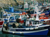 Fishing Boats Docked in the Harbour  La Turballe  Pays De La Loire  France