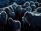 Flock of Sheep  Australia