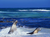 Seals Swimming in Surf  Australia