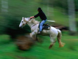 Horse and Rider Jumping Over Fallen Log Mansfield  Victoria  Australia