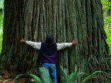 Giant Tree at Jedediah Smith Redwood State Park  California  USA