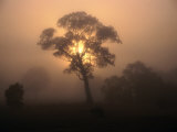 Trees in Fog at Wannon  Australia