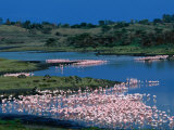 Lesser Flamingo (Phoeniconaias Minor) in Momella Lakes  Arusha National Park  Tanzania