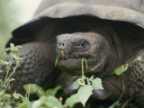 Alcedo Volcano is Home to One of the Largest Concentration of Giant Galapagos Tortoises