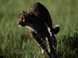 An African Cheetah Running in the Grass