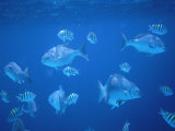 Tropical Fish  Caribbean