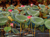 Plants and Flowers along Yellow River  Kakadu National Park  Australia