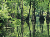Cypress Trees Cross a Waterway in a Woodland