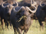 Cape Buffalo Feeding in a Herd