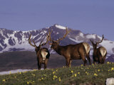 Elk Bulls in Velvet Above Timberlin