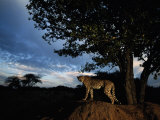 An African Cheetah Scouts for Prey from the Top of a Large Termite Mound