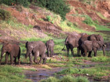 African Elephants  Tanzania