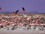 Flamingoes  Bonaire