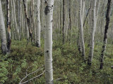 A Forest of White Birch Trees