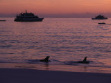 Cruise Ships and Sea Lions  Galapagos Islands