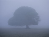 Foggy Landscape Near the Margaret River