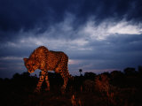 A Lone African Cheetah Prowls Around Just Before Nightfall