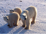 Polar Bear Mother & Cubs  Thalarctos Maritimus