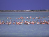 Flamingoes  Bonaire