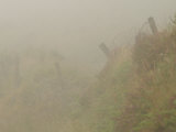 Ireland  Foggy Countryside