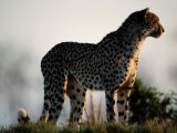 A Portrait of an African Cheetah Looking into the Distance