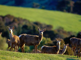 Deer Farm  Banks Peninsula  Canterbury  New Zealand