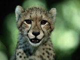 Portrait of a Juvenile African Cheetah