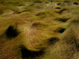 Thick Grasses Blow in the Wind