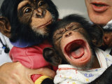 Aids Research Using Chimpanzees as Research Subjects