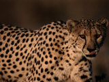 A Portrait of a Hungry African Cheetah