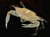 A Juvenile Blue Crab Snapping its Claws in Self-Defense