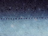 Extreme Close-up of the Skin of an Arctic Char