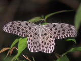 Paper Kite  Idea Leuconoe  Indonesia