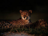 A Female African Cheetah and Her Cub Rest Together in the Early Evening