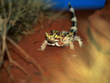 Thorny Devil  Australia