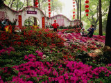 Flowers at Tiger Hill (Hu Qiu)  Suzhou  Jiangsu  China