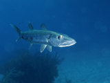 A Barracuda Fish