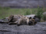 Spotted Hyena  Crocuta Crocuta