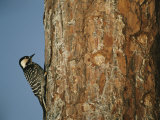 Red Cockaded Woodpecker on a Tree Trunk