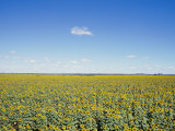 A Field of Sunflowers Stretches to the Horizon in Emerald  Queensland