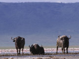 Cape Buffalos with Flamingos Nearby