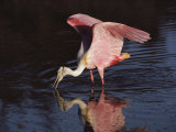 A Roseate Spoonbill Forages for Food in Everglades National Park